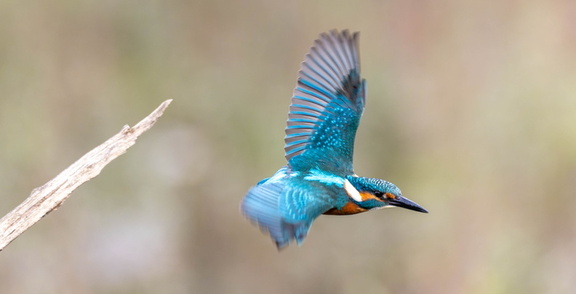 Martin-pêcheur d'Europe Alcedo atthis - Common Kingfisher