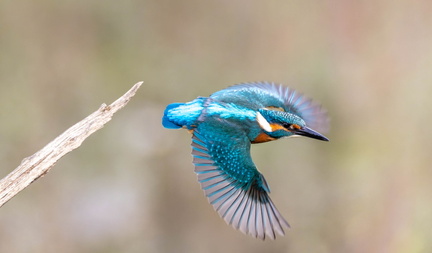 Martin-pêcheur d'Europe Alcedo atthis - Common Kingfisher