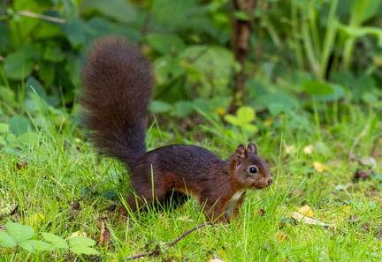 Écureuil roux  Sciurus vulgaris