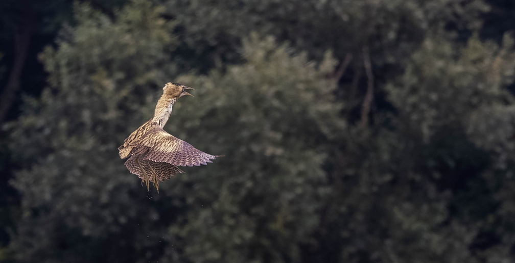  Butor étoilé Botaurus stellaris - Eurasian Bittern