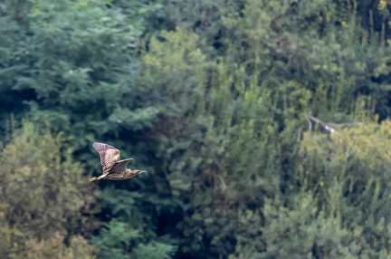  Butor étoilé Botaurus stellaris - Eurasian Bittern