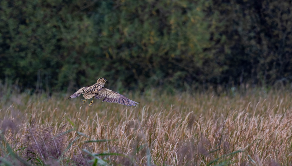 Butor étoilé Botaurus stellaris - Eurasian Bittern