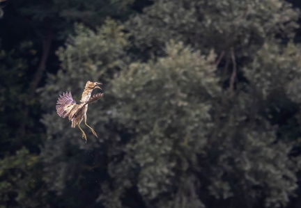 Butor étoilé Botaurus stellaris - Eurasian Bittern