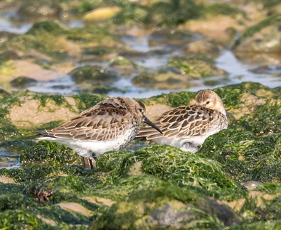 Bécasseau variable Calidris alpina - Dunlin