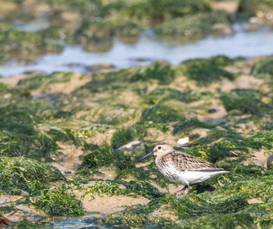 Bécasseau variable Calidris alpina - Dunlin