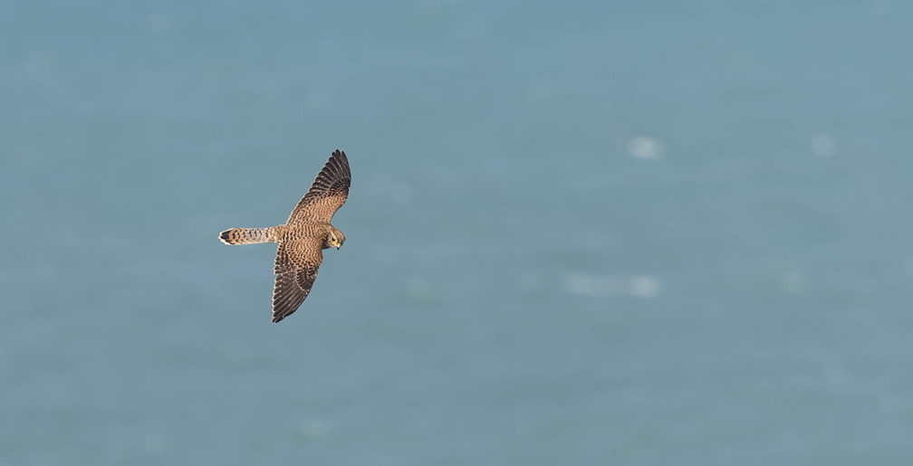 Faucon crécerelle Falco tinnunculus - Common Kestrel