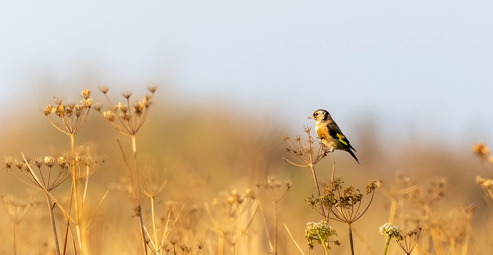 Chardonneret élégant Carduelis carduelis - European Goldfinch