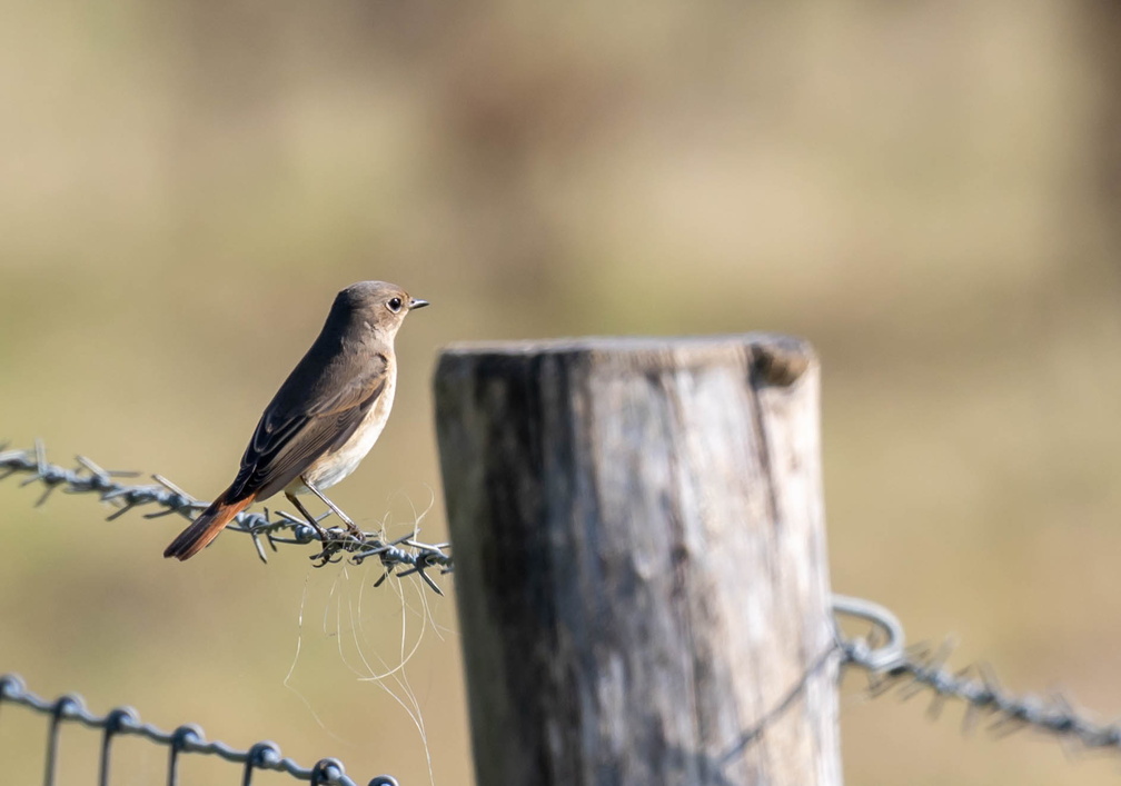 Rougequeue à front blanc Phoenicurus phoenicurus - Common Redstart