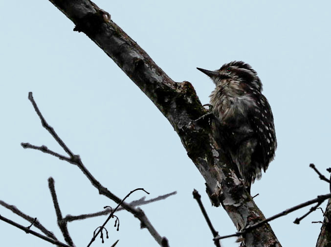 Pic à coiffe grise Yungipicus canicapillus - Grey-capped Pygmy Woodpecker
