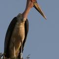 Marabout d'Afrique - Leptoptilos crumeniferus - marabou stork