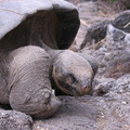 tortue géante (testudinae geochelone elephantopus) station darwin