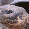 tortue géante (testudinae geochelone elephantopus) station darwin