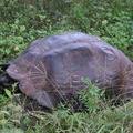 tortue géante (testudinae geochelone elephantopus) 