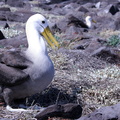Albatros des Galapagos Phoebastria irrorata - Waved Albatross(espanola)