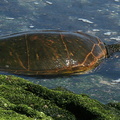 tortue verte du pacifique (chelonia mydas ) pacific green turtle