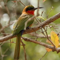 Guêpier à gorge rouge Merops bulocki - Red-throated Bee-eater