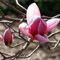 Magnolia de soulange