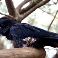 Cacatoès banksien Calyptorhynchus banksii - Red-tailed Black Cockatoo
