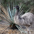 Émeu d'Australie Dromaius novaehollandiae - Emu