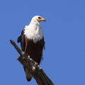 Pygargue vocifère Haliaeetus vocifer - African Fish Eagle