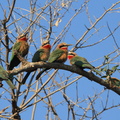 Zambie : Guêpier à front blanc Merops bullockoides - White-fronted Bee-eater