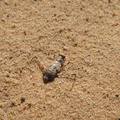 Mantis du désert (Eremiaphila)