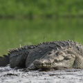 crocodile américain