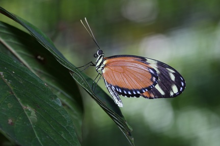 Papillon héliconius