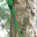 Quetzal resplendissant Pharomachrus mocinno - Resplendent Quetzal (nourrissage)