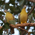 Agra : Colombar commandeur Treron phoenicopterus - Yellow-footed Green Pigeon