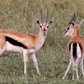 gazelle de Thomson