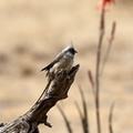 Coliou rayé Colius striatus - Speckled Mousebird