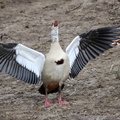 Ouette d'Égypte Alopochen aegyptiaca - Egyptian Goose