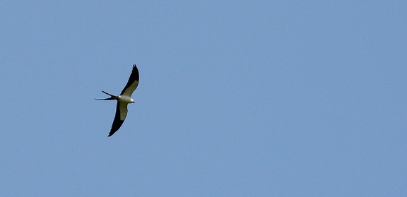Milan à queue fourchue Elanoides forficatus - Swallow-tailed Kite