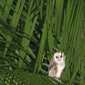 Effraie d'Amérique Tyto furcata - American Barn Owl