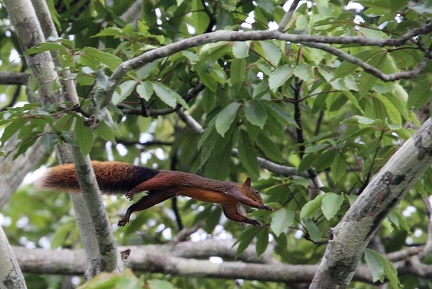 écureuil rouge de l'Amazonie
