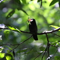 barbacou unicolore - black fronted numbird (monasa nigrifrons)