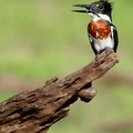 Martin-pêcheur d'Amazonie Chloroceryle amazona - Amazon Kingfisher