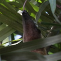  Tamandua tetradactyla - Fourmilier à collier, Tamandou tétradactyle, Tamandou à quatre doigts