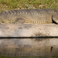 gharial (gavialis gangeticus)