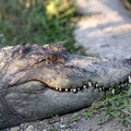 Crocodile des marais  Crocodylus palustris