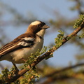 Mahali à sourcils blancs - Plocepasser mahali - White-browed Sparrow-Weaver