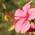 Hibiscus Rose de Chine  Hibiscus rosa-sinensis