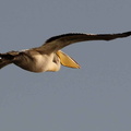 Pélican blanc - Pelecanus onocrotalus - Great White Pelican