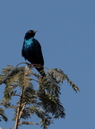 Choucador à oreillons bleus, Lamprotornis chalybaeus, Greater Blue-eared Starling