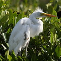 Grande Aigrette Ardea alba - Great Egret