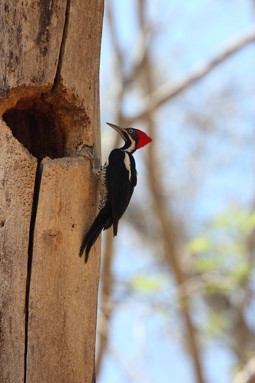Pic ouentou Dryocopus lineatus - Lineated Woodpecker male