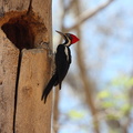 Pic ouentou Dryocopus lineatus - Lineated Woodpecker male