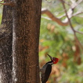 Pic de Malherbe Campephilus melanoleucos - Crimson-crested Woodpecker femelle