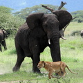 éléphant contre lionne